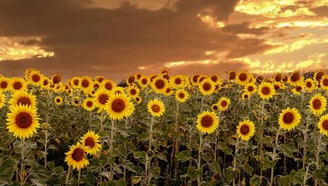 Sunflowers at sunset Stock Photos