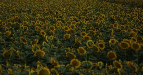 Sunflowers at sunset_4k Stock Footage 161823148