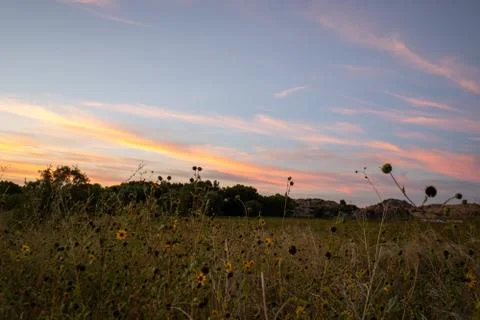 Sunflowers &amp; Sunsets Stock-Fotos