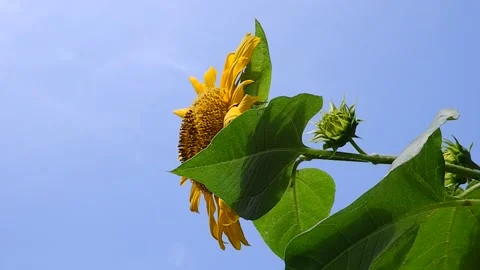 Sunflowers sway in the wind 動画素材 149449118