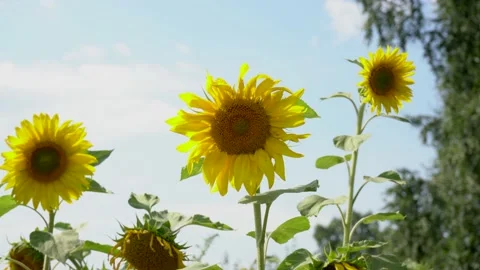 Sunflowers sway in the wind 库存影片 167423651