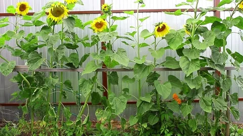 Sunflowers sway from the wind on an overcast evening before rain Stock Footage 137267899