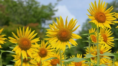 Sunflowers Swaying in the Breeze Under Blue Sky Stock Footage 343085162