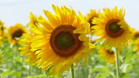 Sunflowers Swaying In The Field Stock Footage 75034473