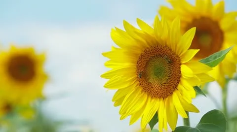 Sunflowers Swaying Stock-Footage 22423554