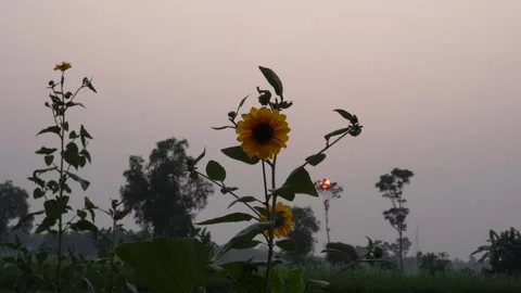 Sunflowers Swaying Stock-Footage 328527043