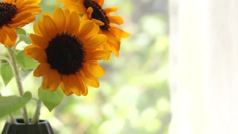 Sunflowers swaying gently by a window with soft summer light Stock Footage 340541430