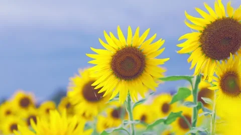 Sunflowers Swaying in Summer Wind under Blue Sky, Fukuoka Japan Stock Footage 344967586