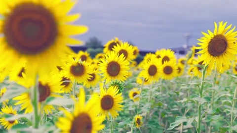 Sunflowers Swaying in Summer Wind under Blue Sky, Fukuoka Japan Stock Footage 344967602
