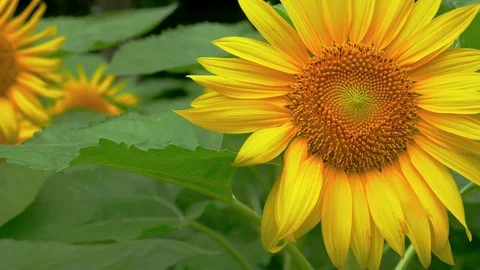 Sunflowers swaying in wind, close up Stock Footage 77481159