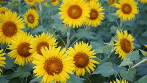 Sunflowers swaying in wind, close up Stock Footage 162905150