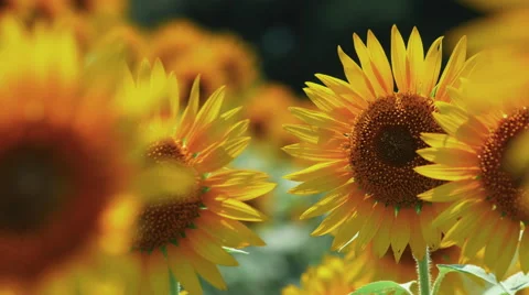 Sunflowers swaying in the wind Video stock 65833307
