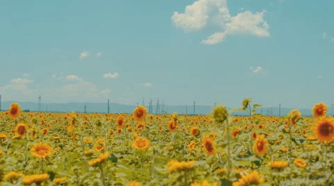 Sunflowers swaying in the wind Stock Footage 65937797