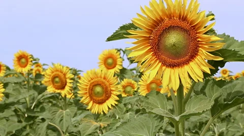Sunflowers swaying in the wind Video stock 67406032