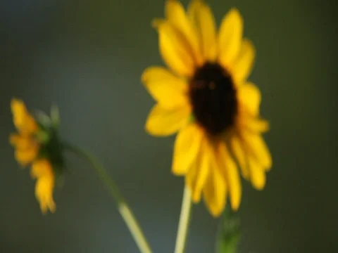 Sunflowers Swaying In The Wind Video stock 77580588