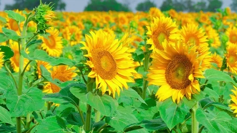 Sunflowers swaying from wind Stock Footage 77768909