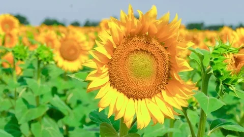 Sunflowers swaying from wind Stock Footage 77769047