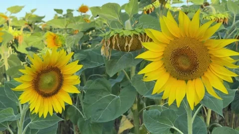 Sunflowers swaying in the wind in a German field. Honey bees fly from flower to Stock Footage 343071113