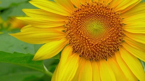 Sunflowers swaying in wind in hot summer day Stock Footage 77549853