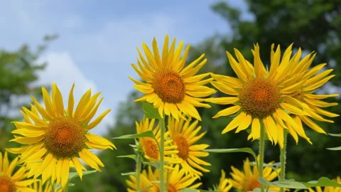 Sunflowers swaying in the wind under blue summer sky Stock Footage 343084608