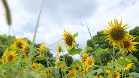 Sunflowers Swaying in the Wind Under Cloudy Summer Sky Stock Footage 343085741