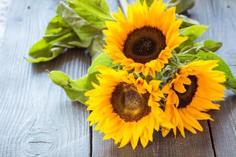 Sunflowers on table Stock Photos