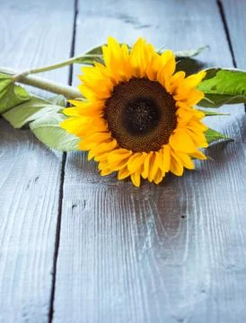 Sunflowers on table Stock Photos