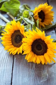 Sunflowers on table Stock Photos