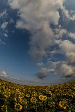Sunflowers, with their large petals facing the sun Stock Photos