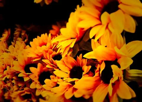 Sunflowers With Tilt Shift Foto stock