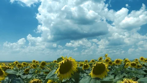 Sunflowers time lapse Stock Footage 91825729