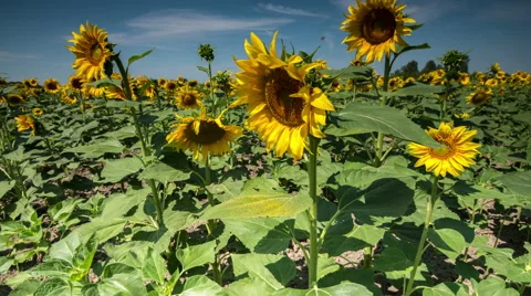 Sunflowers timelapse slider move Video stock 61320791