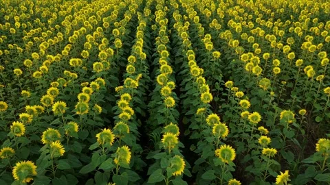 Sunflowers-turning-180 Stock Footage 302290429