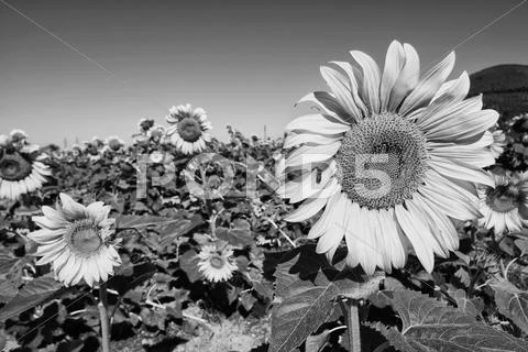 Sunflowers on a tuscan meadow Stock Photos