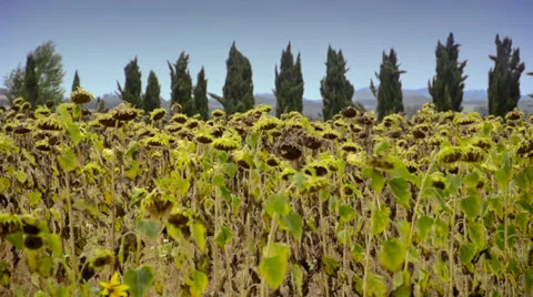 Sunflowers in tuscany 스톡 동영상 33340886