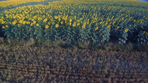 Sunflowers in Tuscany 스톡 동영상 112517404