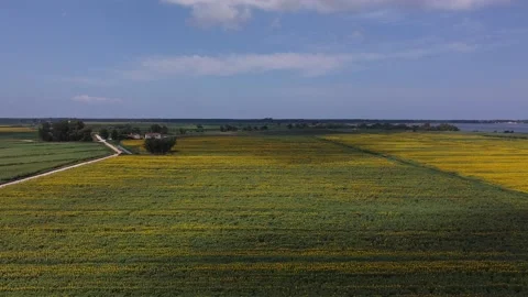 Sunflowers in Tuscany 動画素材 134266972
