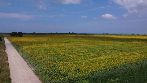 Sunflowers in Tuscany 動画素材 134267115
