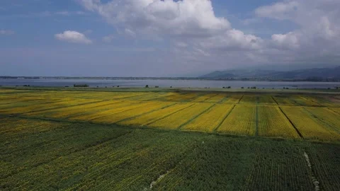 Sunflowers in Tuscany 動画素材 134267189