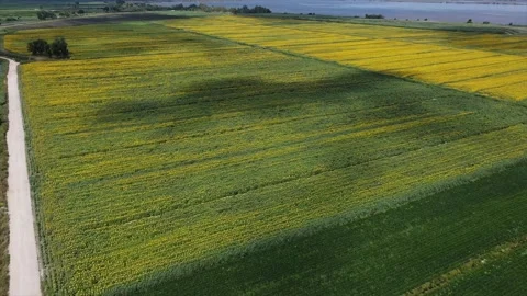 Sunflowers in Tuscany 動画素材 134267254