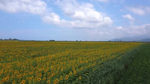 Sunflowers in Tuscany 動画素材 134267275