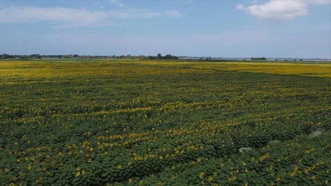 Sunflowers in Tuscany 動画素材 134267418