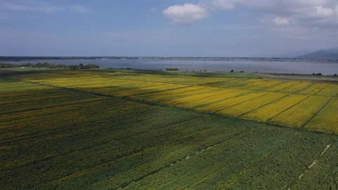 Sunflowers in Tuscany Stockbeeldmateriaal 134267464