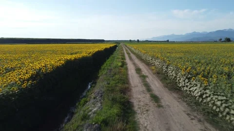 Sunflowers in Tuscany 動画素材 157185192