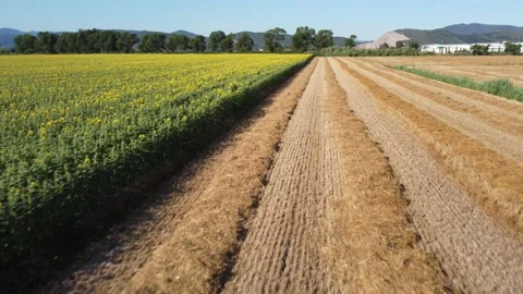 Sunflowers in Tuscany 動画素材 157185480