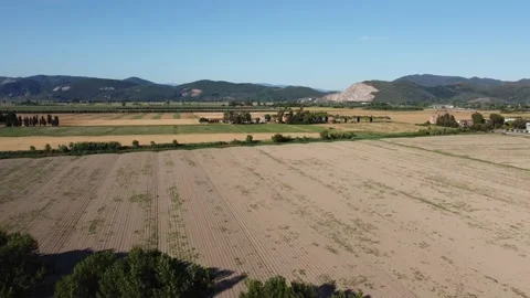 Sunflowers in Tuscany 動画素材 157185609