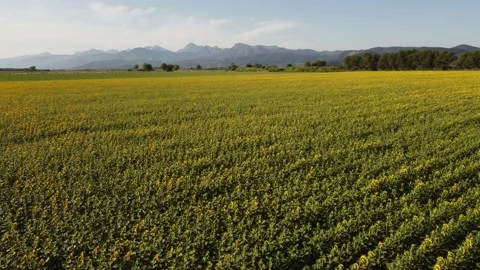 Sunflowers in Tuscany 動画素材 157185666