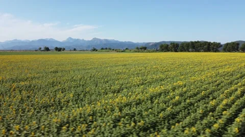 Sunflowers in Tuscany 動画素材 157185755