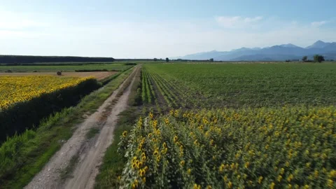 Sunflowers in Tuscany 動画素材 157185780