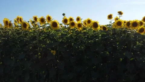 Sunflowers in Tuscany 動画素材 157186026